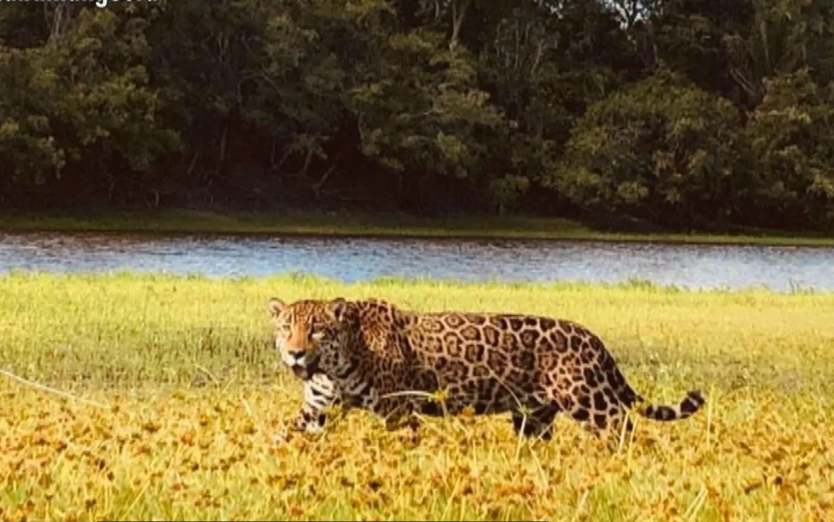 Estrela do Cerrado: Onça-pintada que atuou na novela Pantanal está esperando filhote, diz instituto