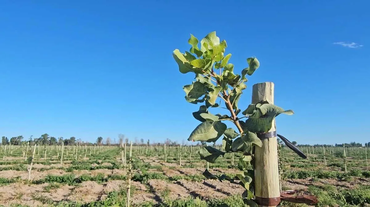 El pistacho le gana terreno a la vid: la superficie cultivada creció más de un 20% durante el último año