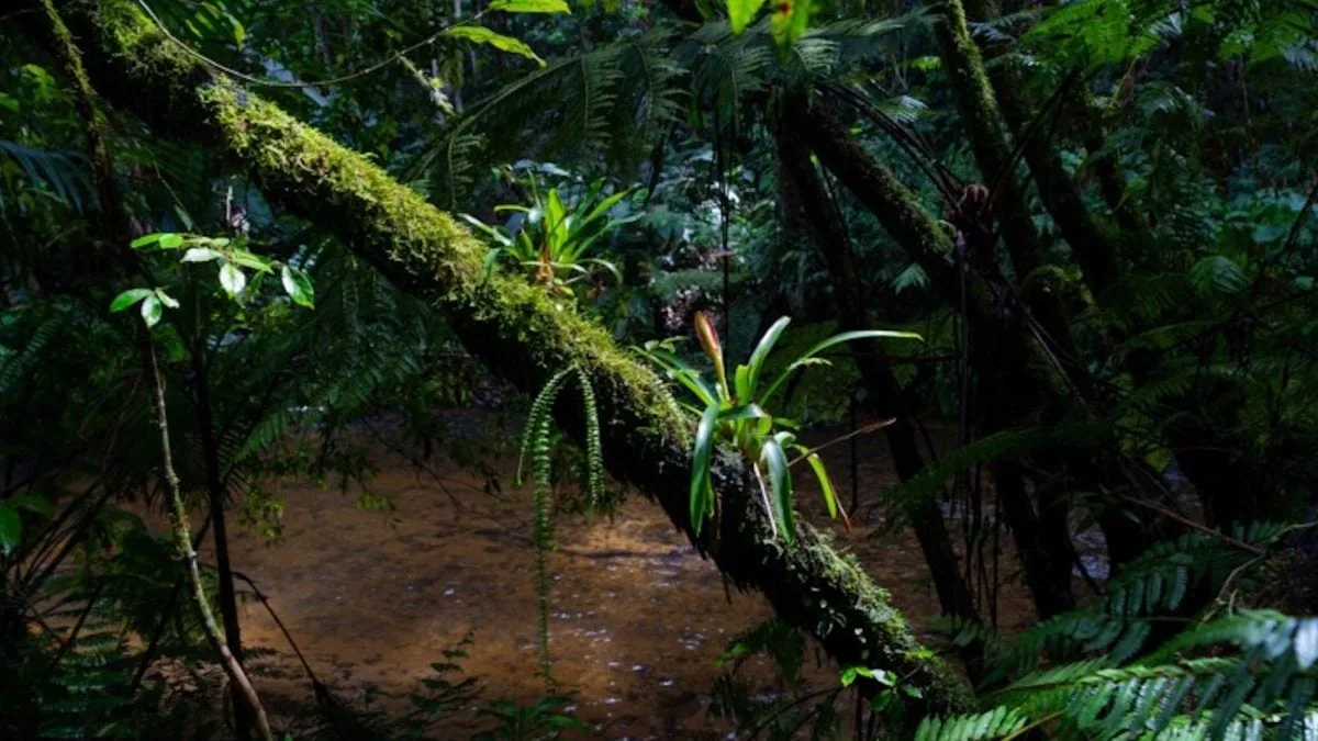 Estudo projeta ‘savanização’ acelerada das florestas tropicais até 2060