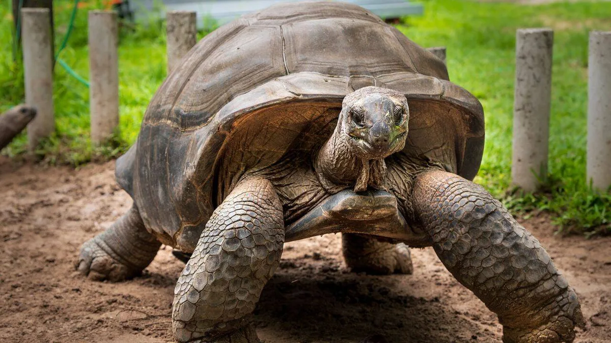 Madagascar rebuilt giant tortoises from 12 founders, with offspring showing more diversity