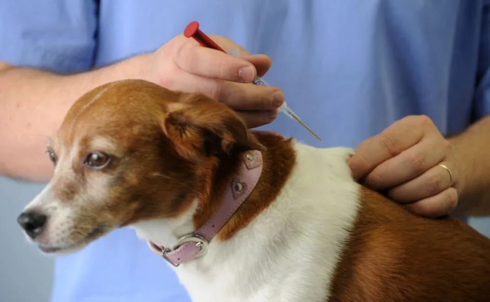 Curitiba terá 8 mil vagas para vacinação gratuita de cães e gatos; veja como agendar