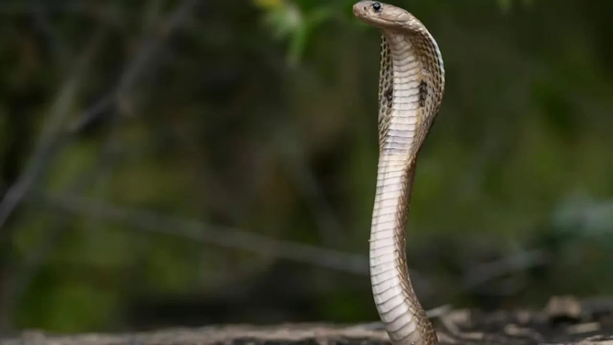 Madhya Pradesh's Snake Census: 50 Species, 16 Bite Hotspots, Race To Map Deadliest Reptiles