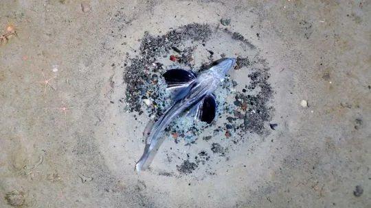 El increíble hallazgo bajo el hielo de la Antártida: detectaron 16 mil nidos de peces de la especie 'Neopagetopsis ionah'