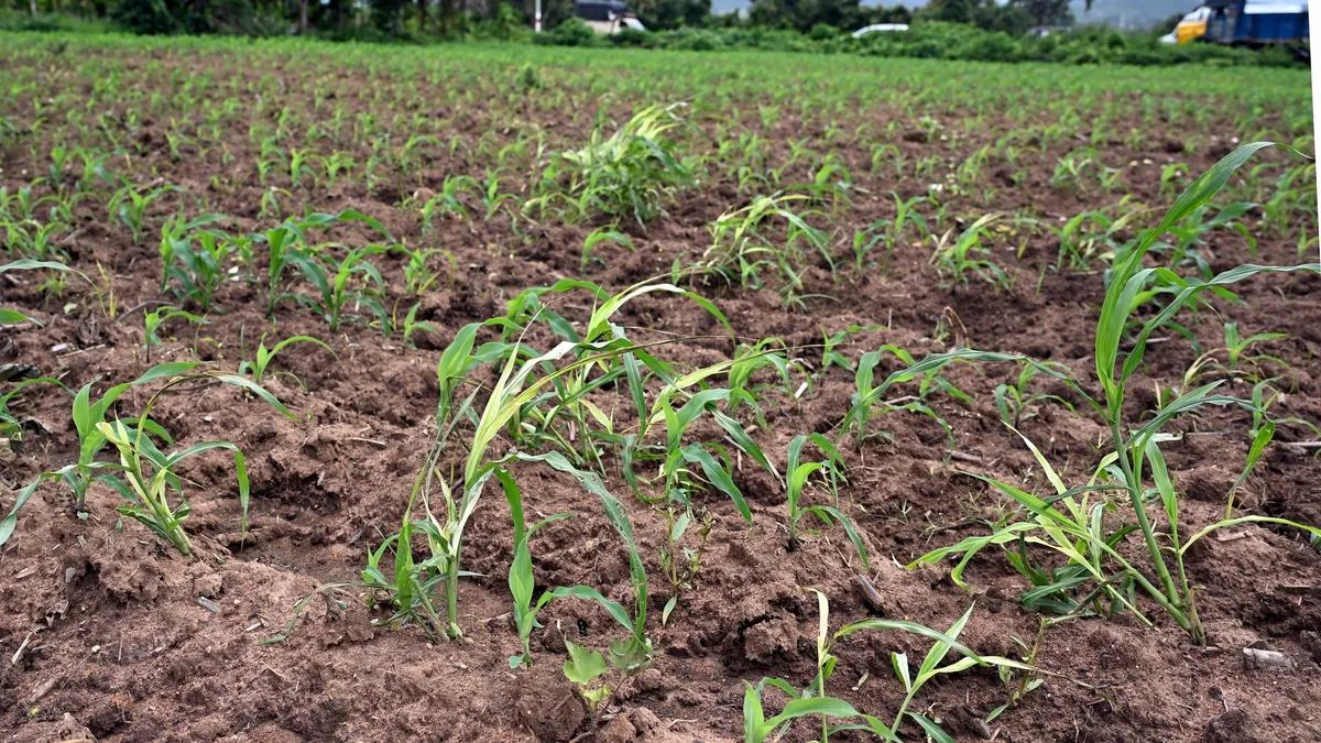 102 taluks to be declared drought-hit after discussion in next Cabinet meeting