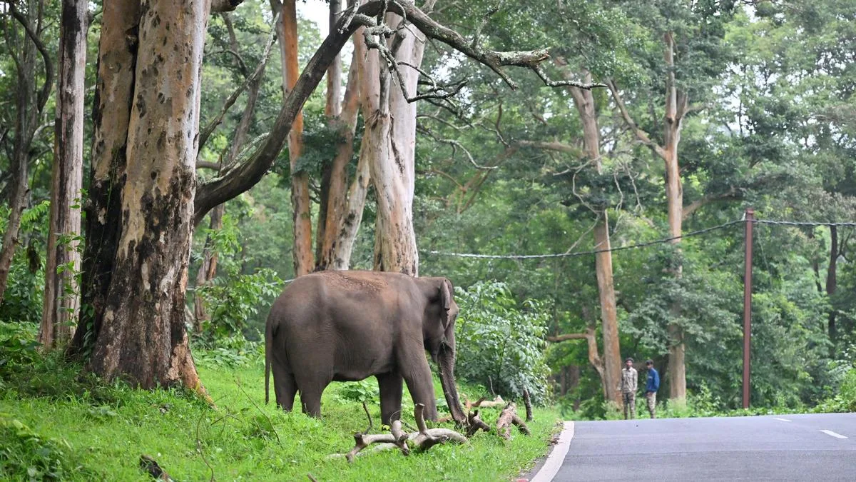 Three elephant deaths in 10 days in Nilgiris not caused by lack of water: Forest department