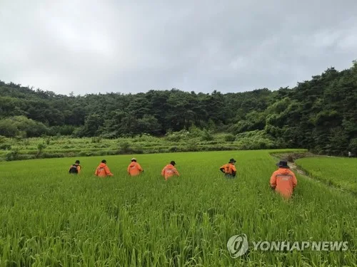 폭우 속 논일 하러 나간 70대, 하루 만에 숨진 채 발견