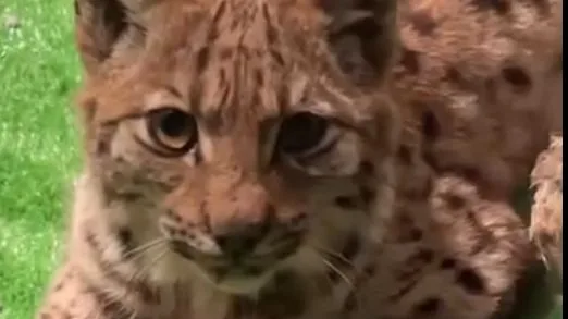 Un nouveau lynx tué sur la route en Franche-Comté, le 15e de l'année