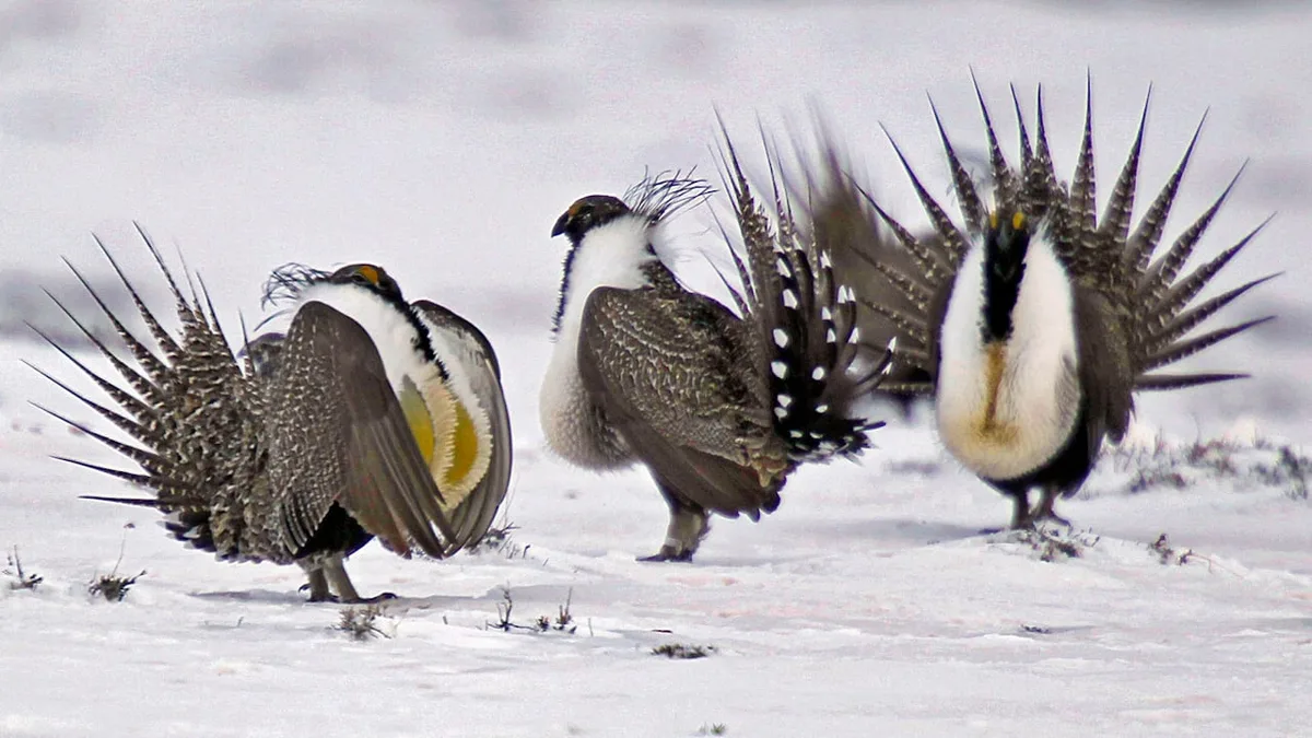 Alberta removes habitat protections for endangered greater sage grouse to support industrial development