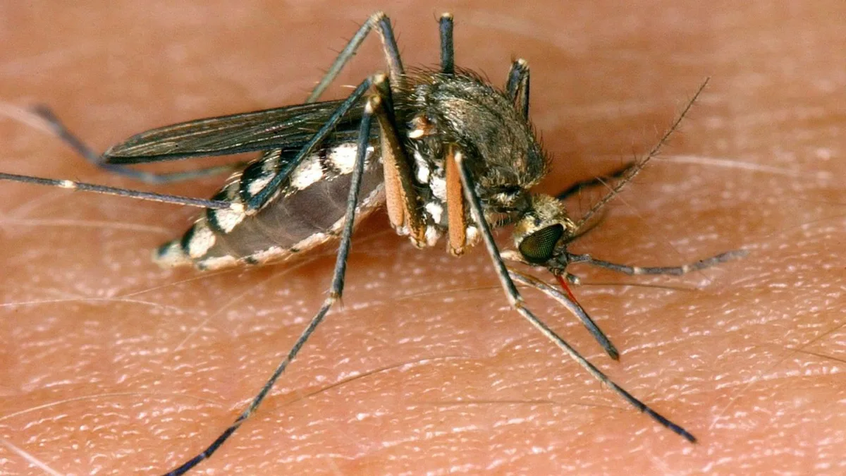 Gesundheit: West-Nil-Virus: Südwesten meldet erstmals zwei Infektionen