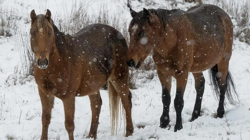 Controversial Kosciuszko brumby cull found to be humane in independent assessment