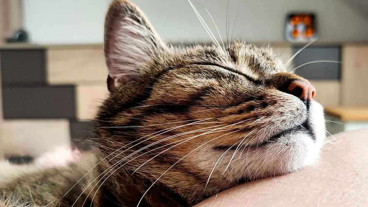 Verhaltensbiologie: Warum Katzen die Nähe von Menschen suchen, die keine Katzen mögen