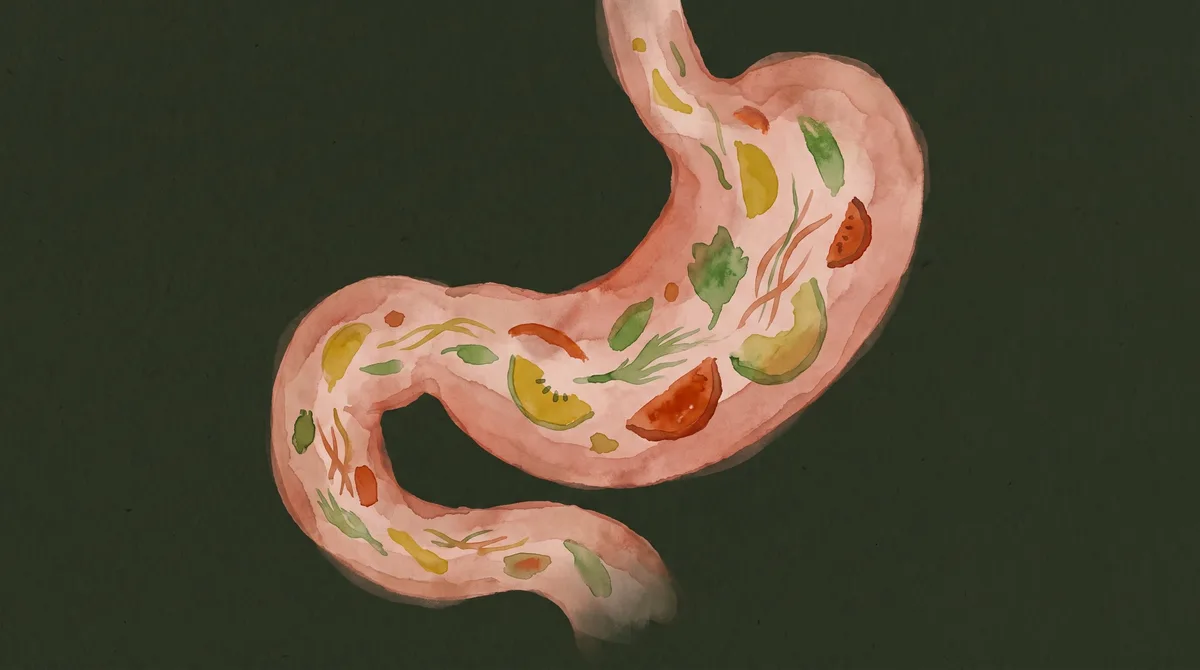 Intestino permeable: qué dice la ciencia sobre un término que gana espacio en las redes sociales