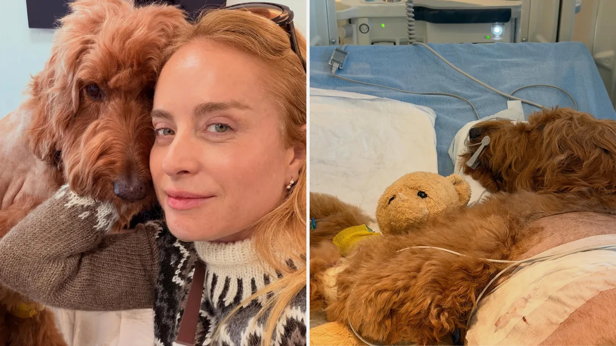 Angélica compartilha relato sobre doença de pet: 'Deixou nossa família sem chão'