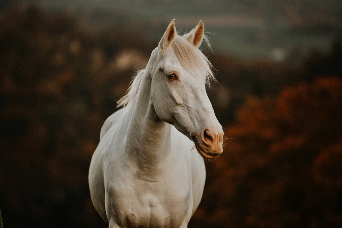 Roubado há 8 anos, cavalo raro é encontrado a mais de 500 km de casa