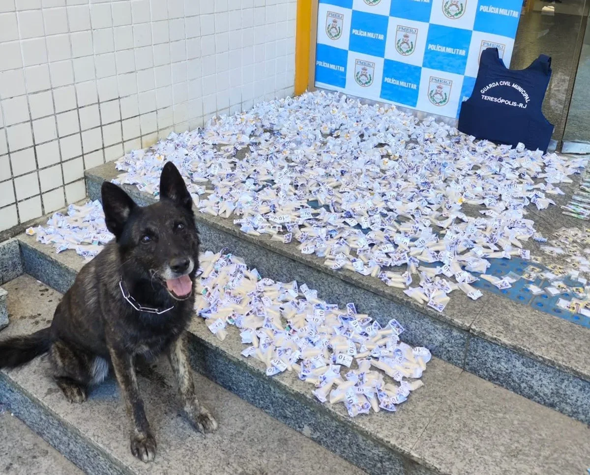 Operação com apoio do Canil K9 apreende mais de 2 mil porções de drogas em Teresópolis