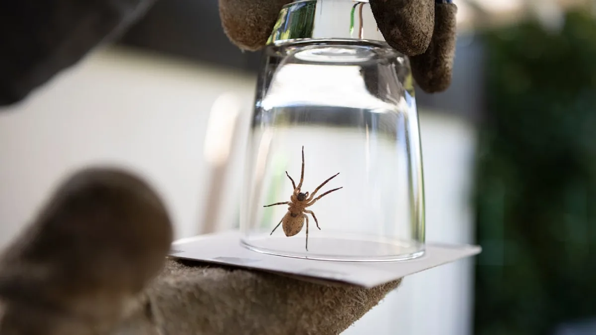 Spinnenalarm im Herbst - Wie Sie Spinnen in der Wohnung wieder loswerden
