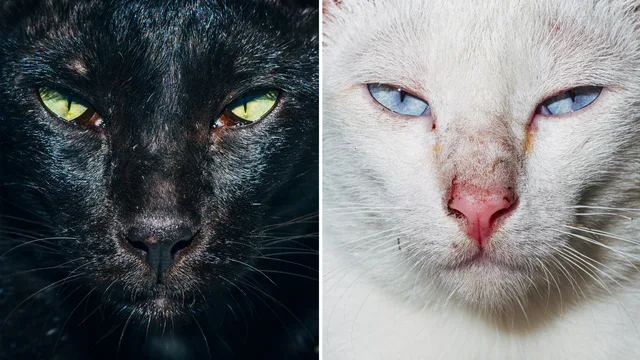 Tierschutz: Herztropfen für Kater Emil