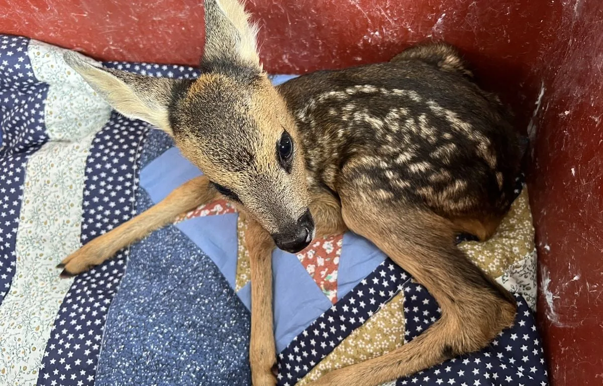 « Le SAMU des animaux »… C’est quoi SOS Faune Sauvage Bretagne, ce service unique en France ?