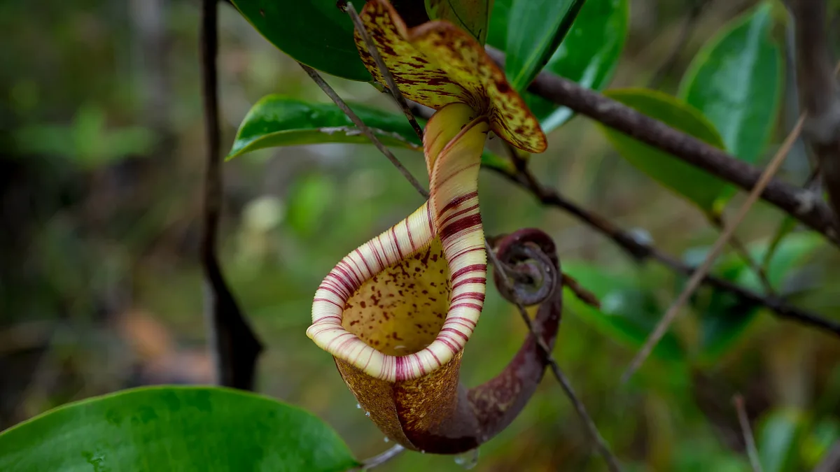 Insektivoren: Die tödlichen Tricks der Kannenpflanze