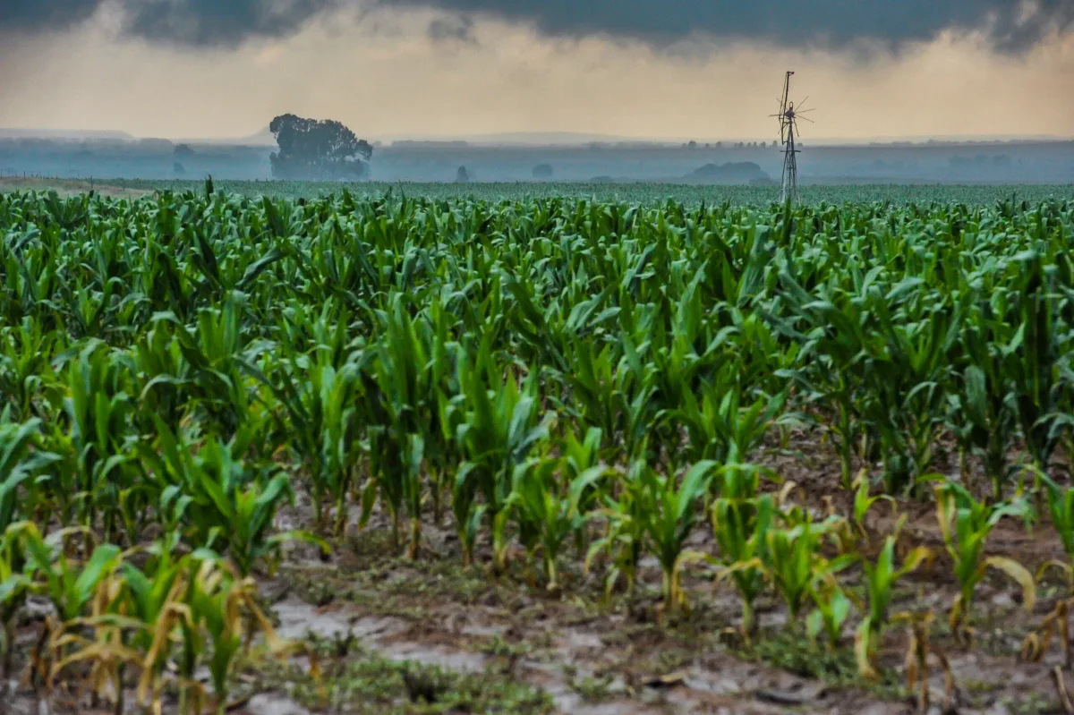 ‘It’s here’: South Africa faces potentially record-breaking El Niño