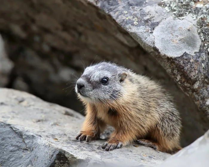Scientists who turned to OnlyFans to fund marmot research receive crypto boost