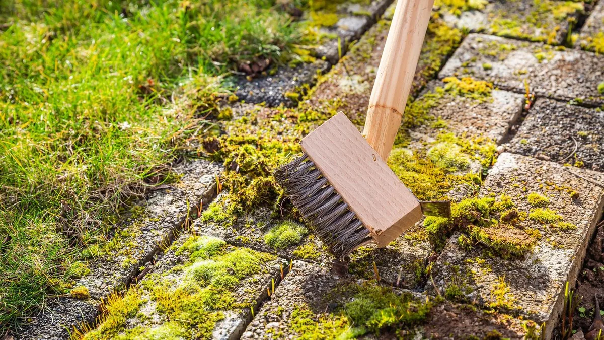 Gartentipps: Moosfreie Pflastersteine – diese drei Methoden helfen wirklich