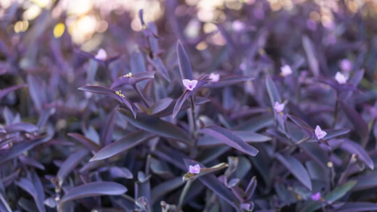 Es una de las plantas de moda y expertos advierten sobre los errores de cuidarla como una enredadera más