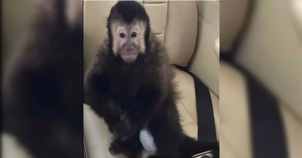 Morre macaco capturado em condomínio na Bahia; dono do animal cobra perícia independente