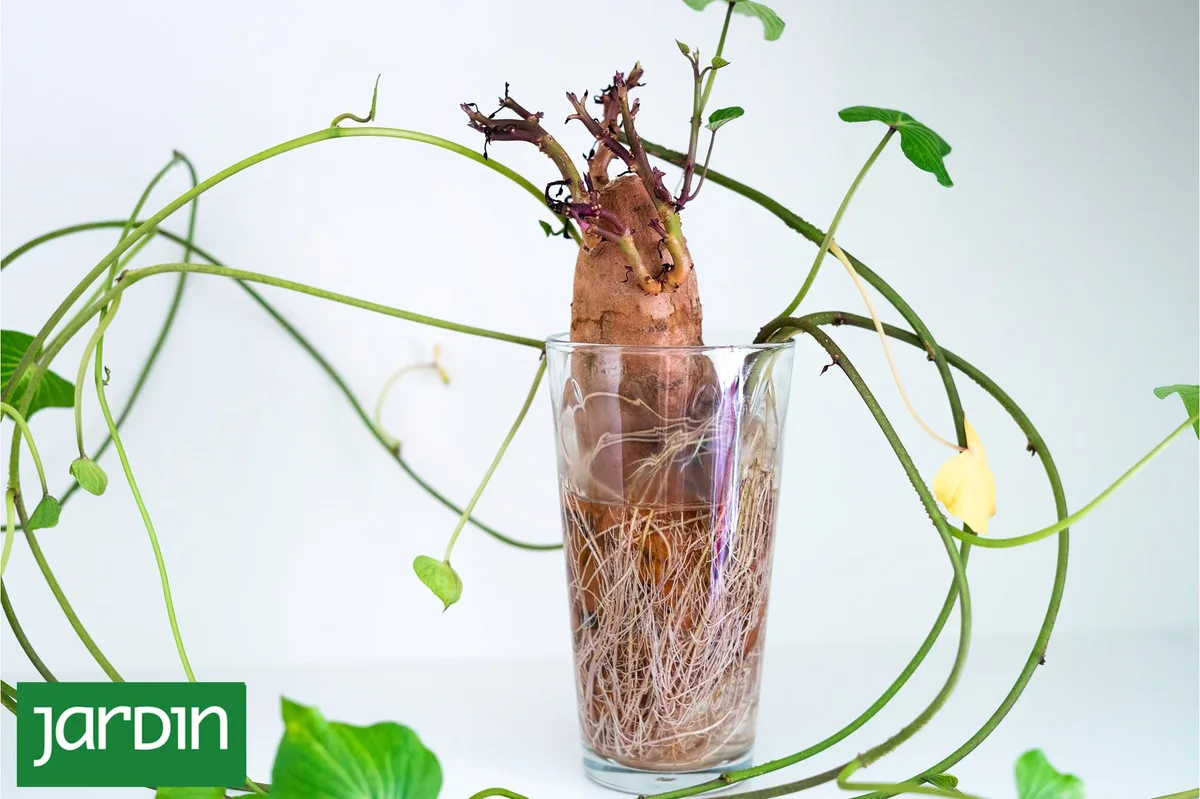 La batata que compraste en la verdulería puede convertirse en muchas plantas