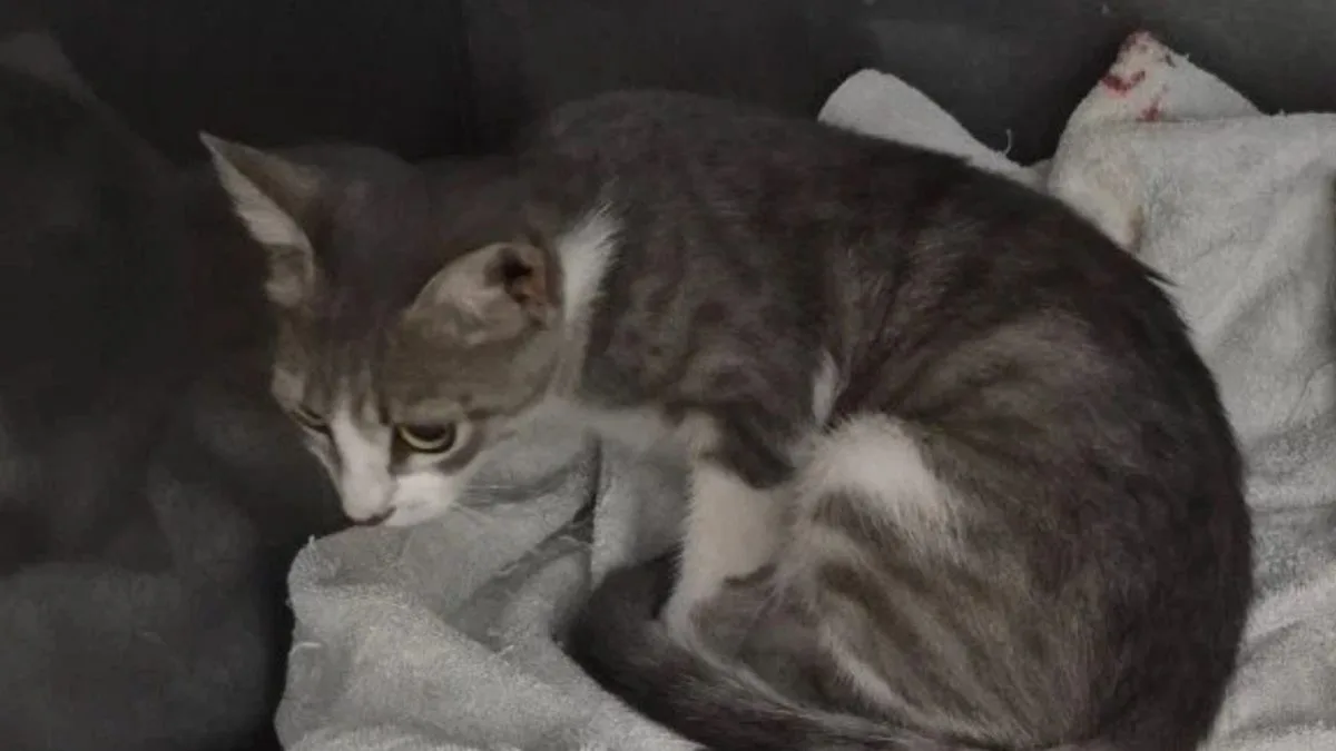 Gata grávida é abandonada na rua e levada às pressas para uma clínica, mas o que acontece logo depois revela que os filhotes já estavam chegando