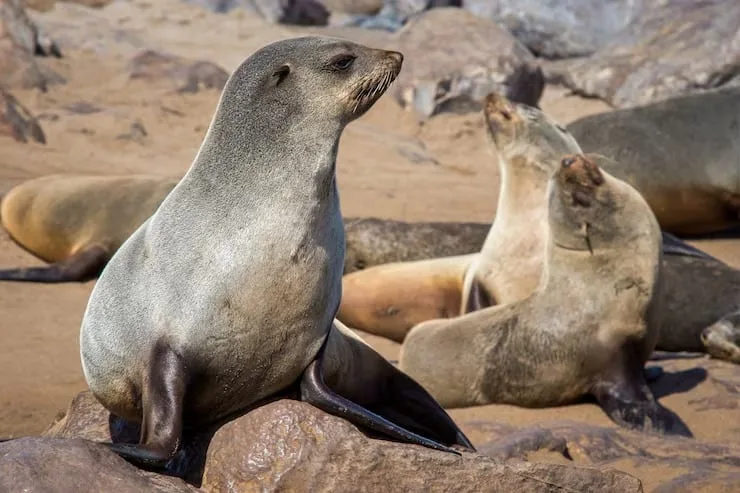 Chile evalúa autorizar la caza selectiva del lobo marino ante un aumento de conflictos con pescadores en el sur