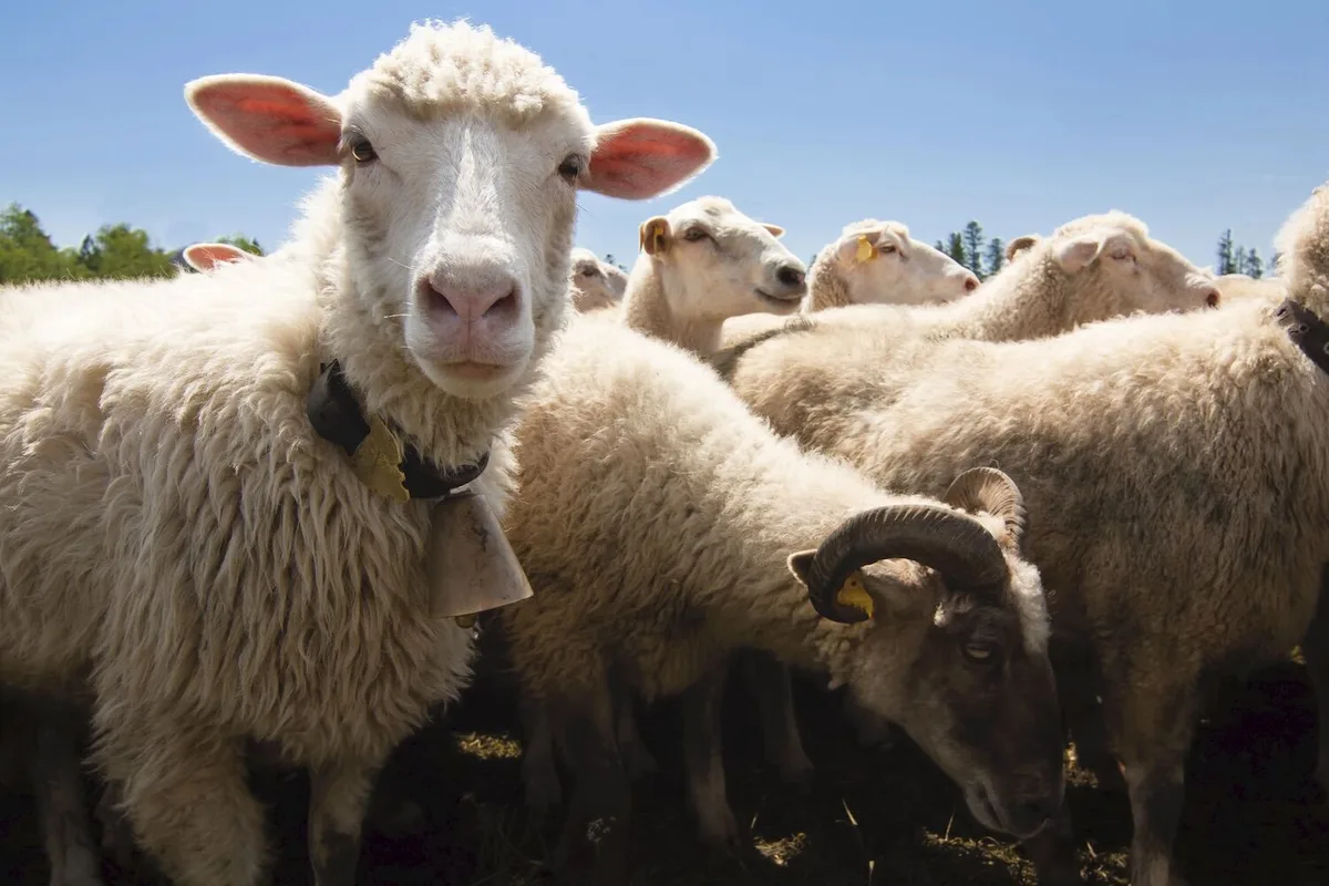 Um pergaminho medieval guardou 3700 anos da história de um vírus das ovelhas