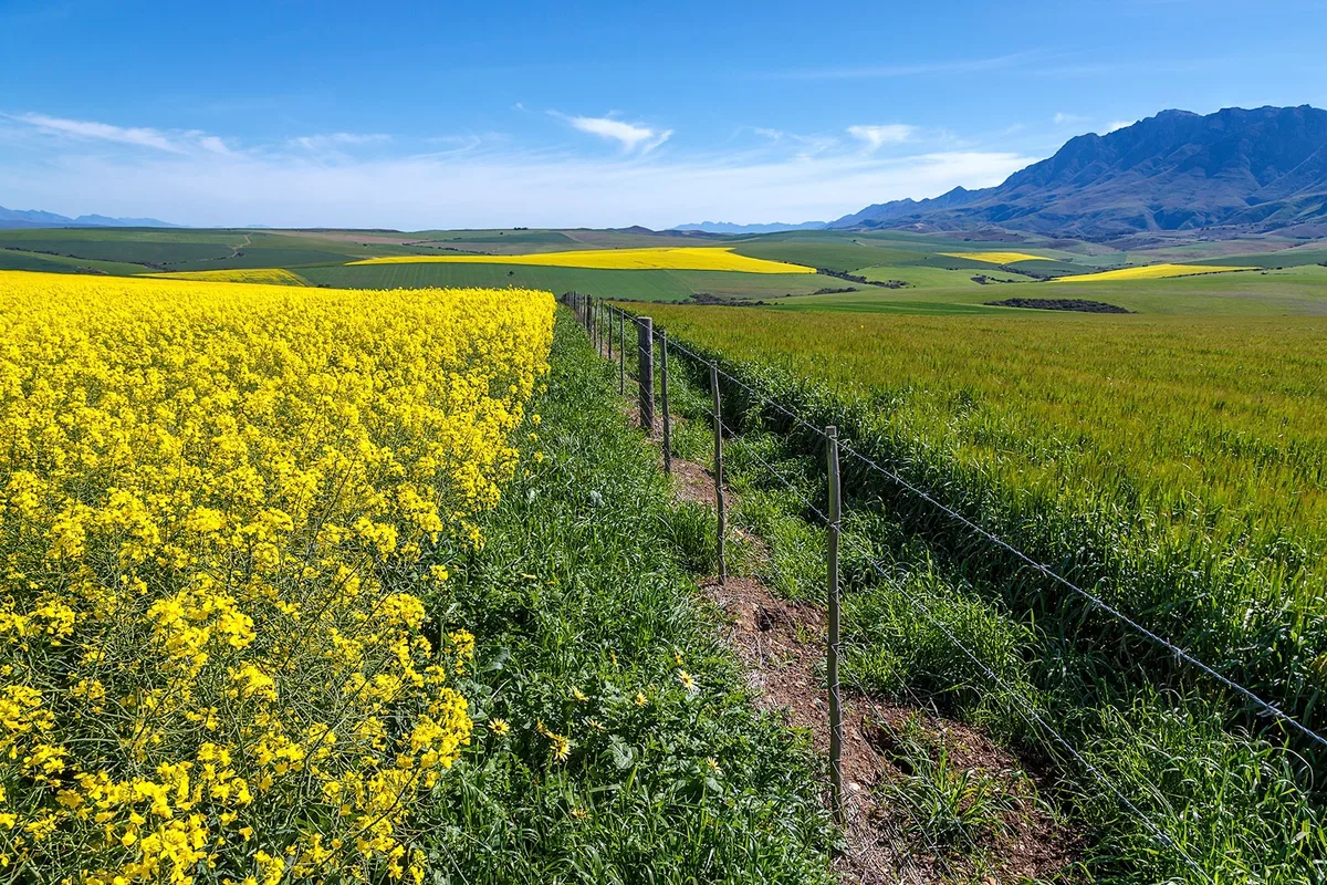 HARD ROW TO HOE: Bread & Wine: What’s the future of wheat and wine farming? (Part Six)