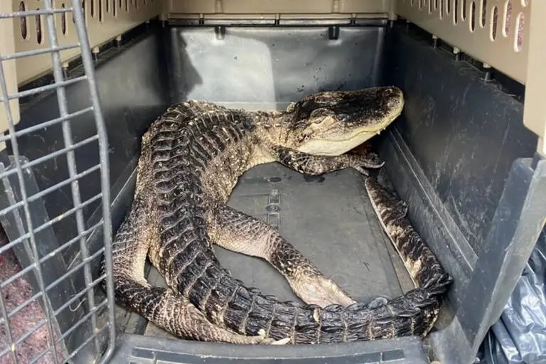 Aposentada é proibida pela Justiça de viver com 30 animais, incluindo cobra e jacaré, em apartamento