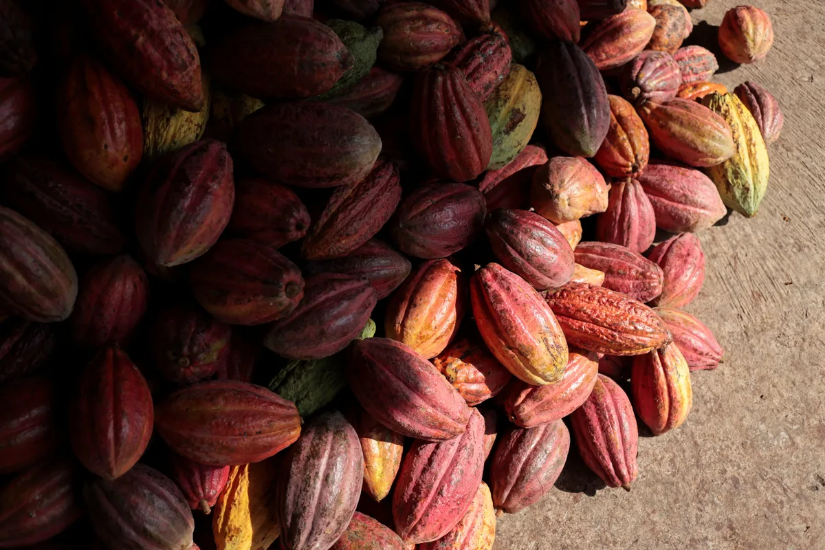 Las exportaciones de cacao de República Dominicana alcanzan $669 millones en 2025, un 55% más