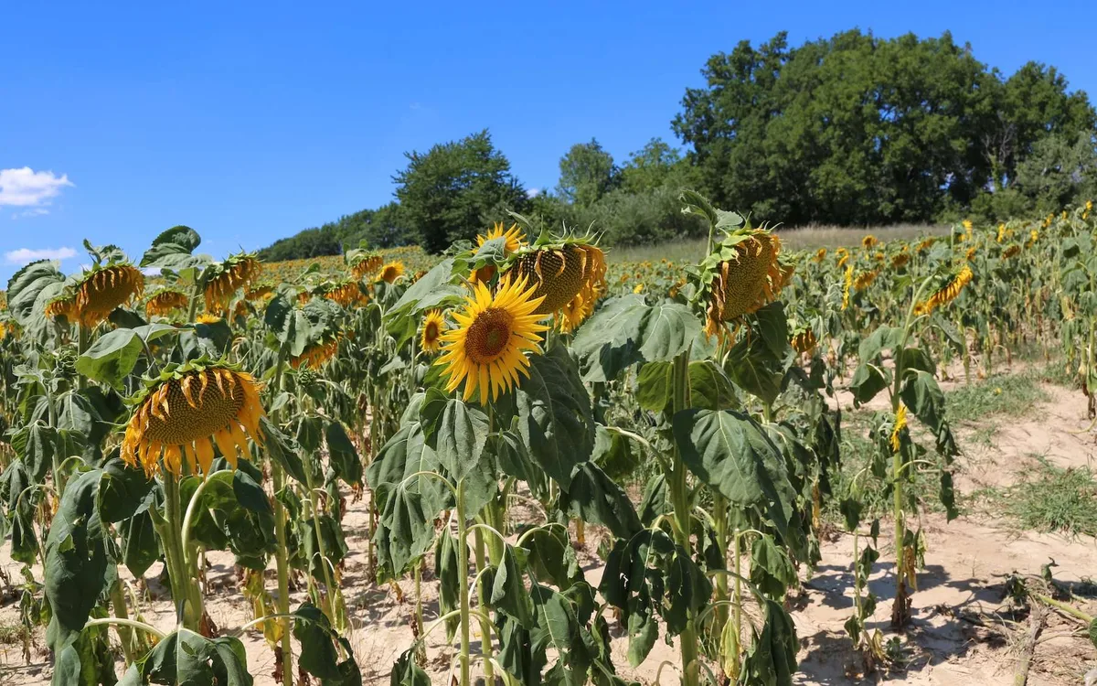 Sécheresse en France et pluies extrêmes à 10 000 km : ce que cache ce grand écart climatique