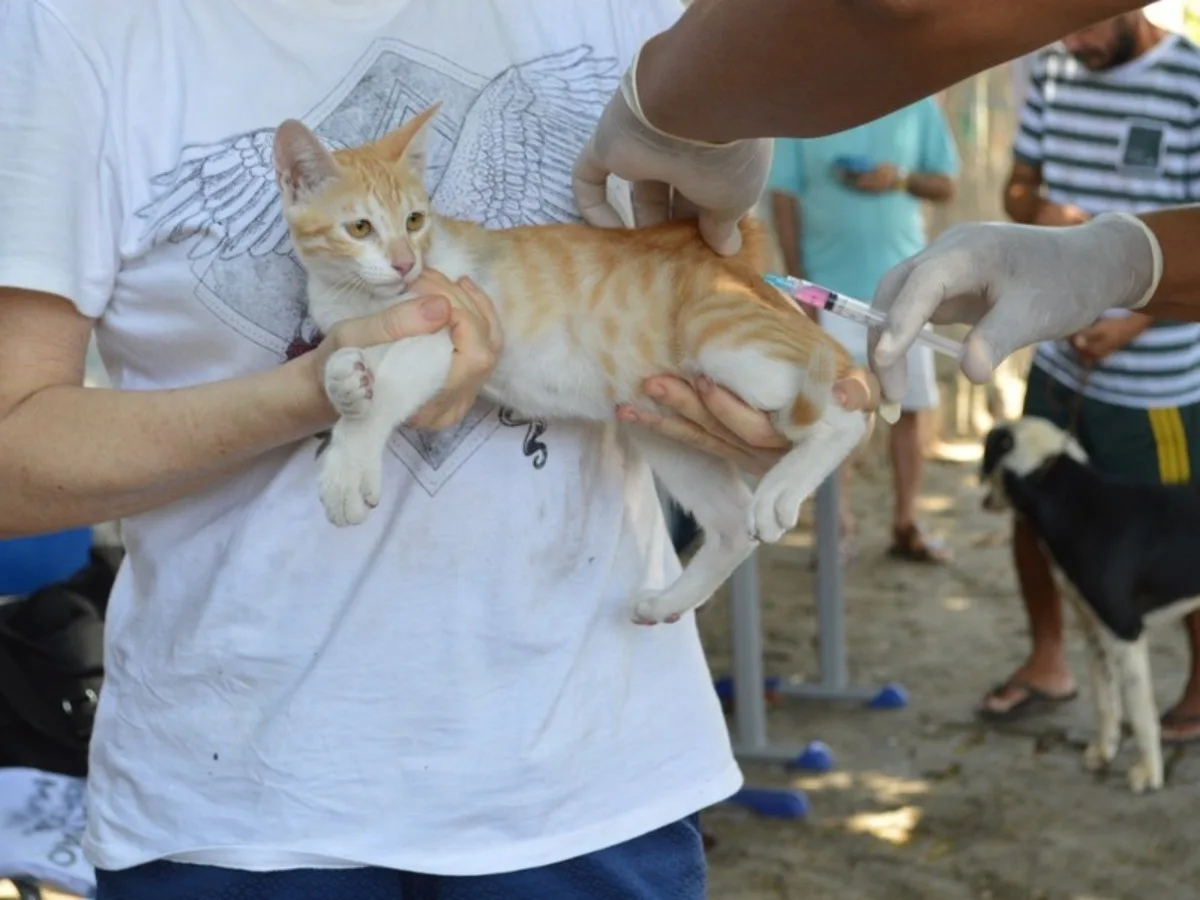Com meta de imunizar 13 mil cães e gatos, cidade do AC inicia vacinação contra a raiva; VEJA cronograma