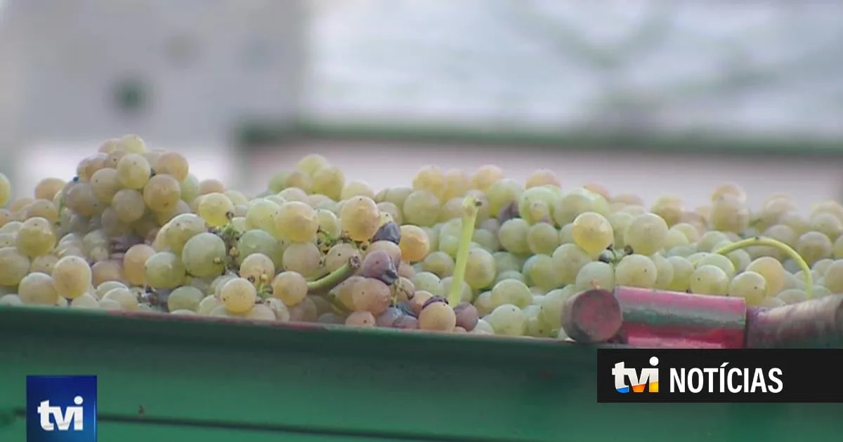 Aqui há tanta uva que a vindima até teve de parar
