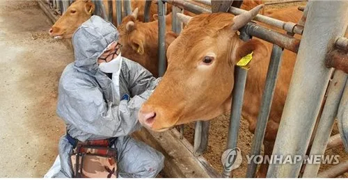강원도, 소·염소 28만3천마리 구제역백신 일제 접종