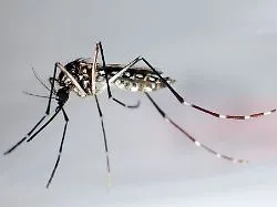 Erster Todesfall durch Virus: Dengue-Fieber breitet sich in Florida rasant aus