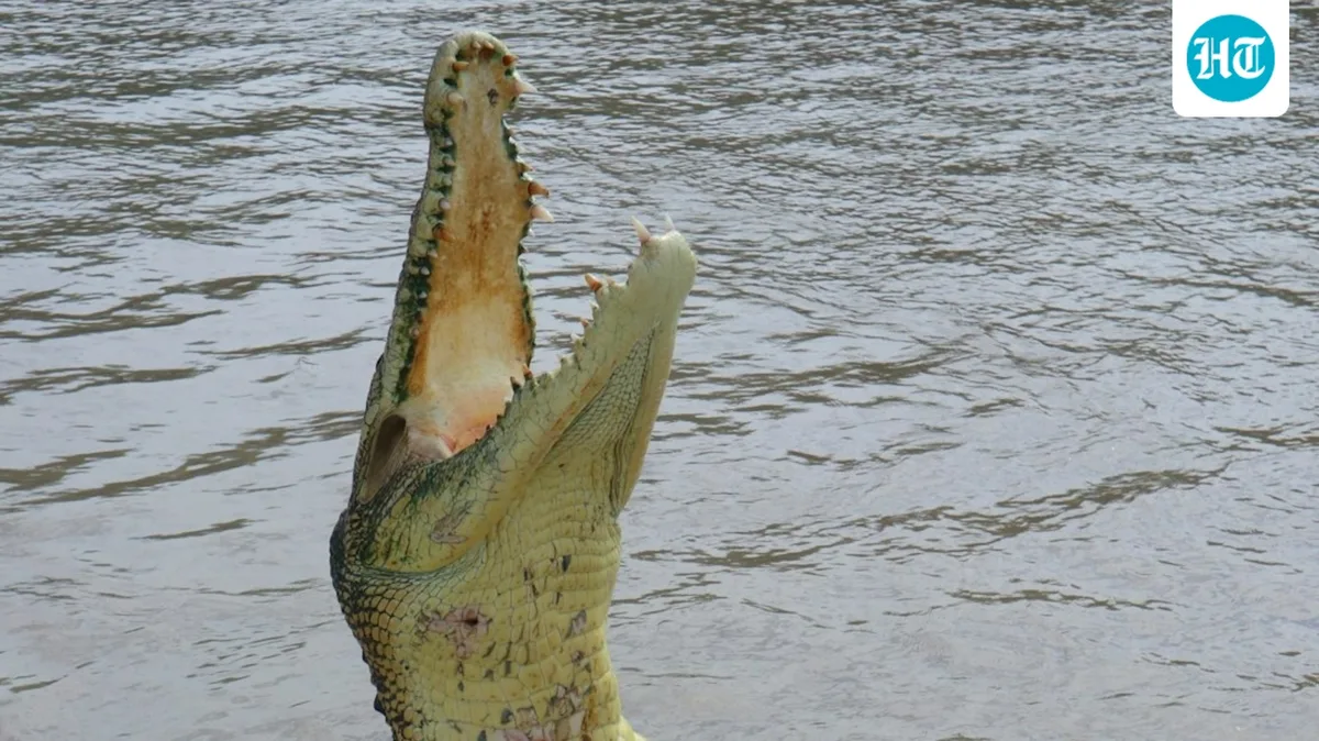 Steven Hamilton, 71-year-old fisherman killed by 12-foot alligator, fished almost every night at Florida pond