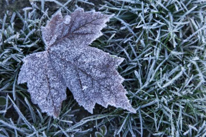 Environment Canada issues overnight frost advisory for Toronto