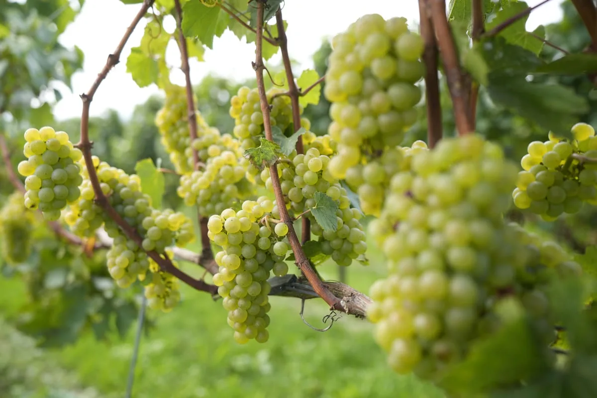 Earliest ever harvest for English wine maker after record hot weather