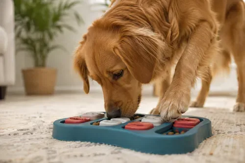 Dog behaviour changes: Eight warning signs owners should not ignore