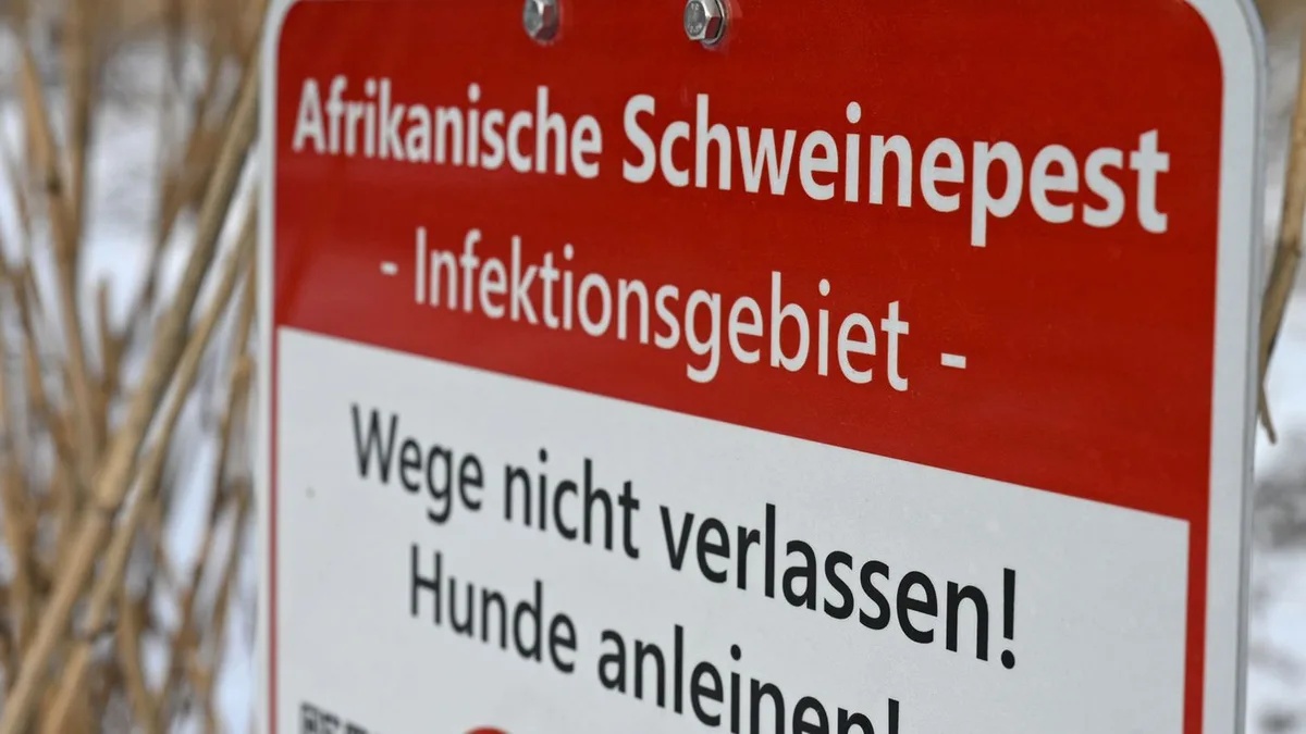 Digitaler Meldeweg: Kampf gegen Schweinepest: Tote Tiere online melden