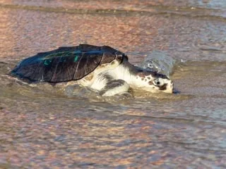 « C’est incroyablement émouvant » : cette tortue rare est enfin rentrée chez elle après un périple de 8 000 km en avion