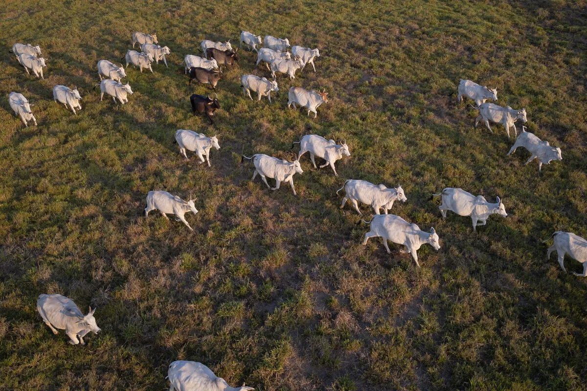 Bruselas veta las importaciones de carne de Brasil cuatro meses después del acuerdo de libre comercio con Mercosur