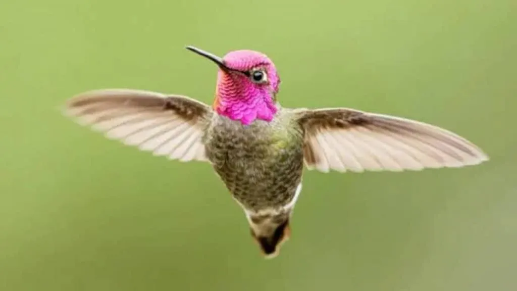 O truque do beija-flor para sobreviver à própria fome noturna