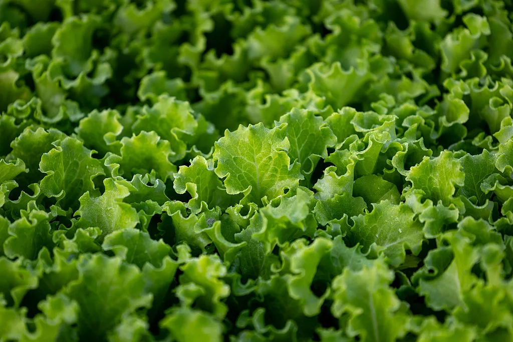 The Cyclospora Outbreak, By the Numbers