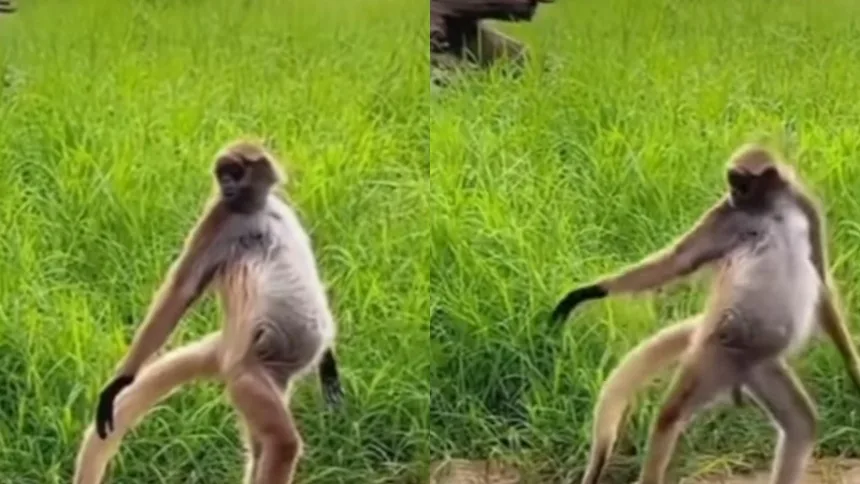 VIRAL: Monita modelo que causó furor se convirtió en madre en el parque botánico de Barquisimeto